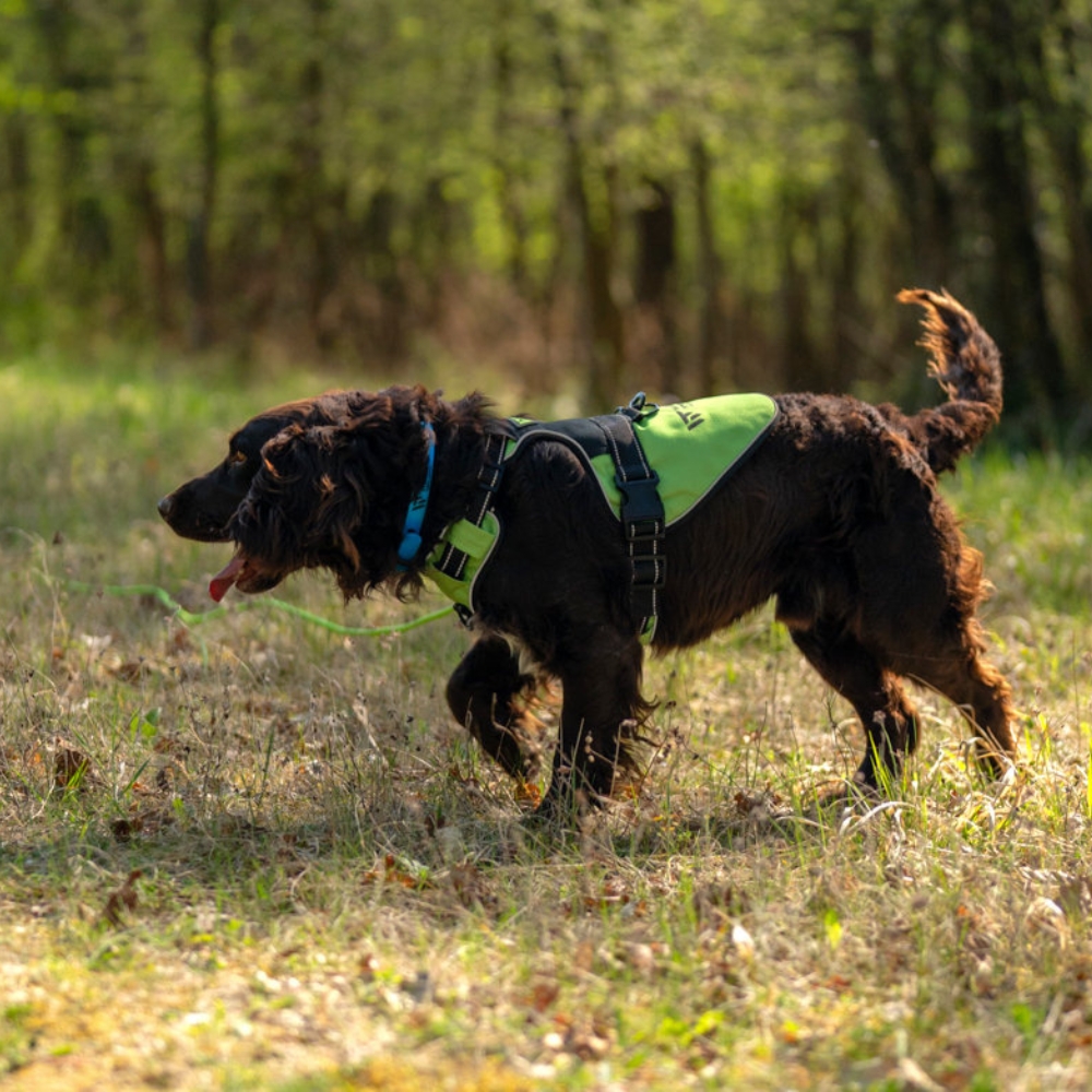 Harnais Chien X-COLOR Wild Tracker - Anti-Traction & Confort