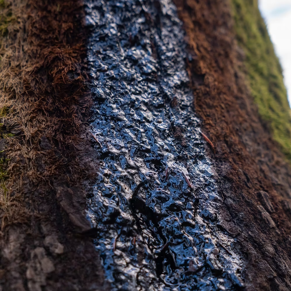 Goudron Anti Goutte Black Beasts 500 ml