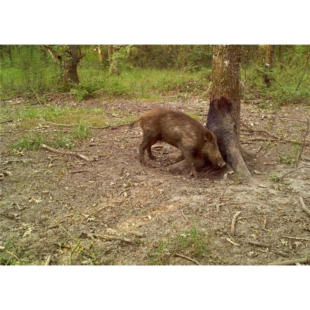 Booster Sanglier Vitex Cinglavit - Format �co 5 Kg