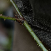 Pantalon de Traque Venture Edge Seeland Kevlar